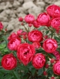 Sprzedaż róż pnących, ogrodowych, wielokwiatowych, rabatowych