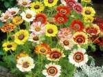 Zestaw 15 Gatunków Kwiatów Nasiona + GRATIS
