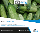 Holandia - Zbiór ogórków szklarniowych - 10 euro/h brutto