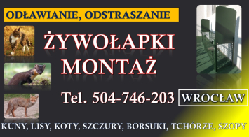 Odławianie zwierząt, Wrocław, tel. 504-746-203. Lisy,kuny