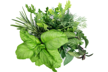 Leki Natury - encyklopedia ziół prosto z polskich łąk